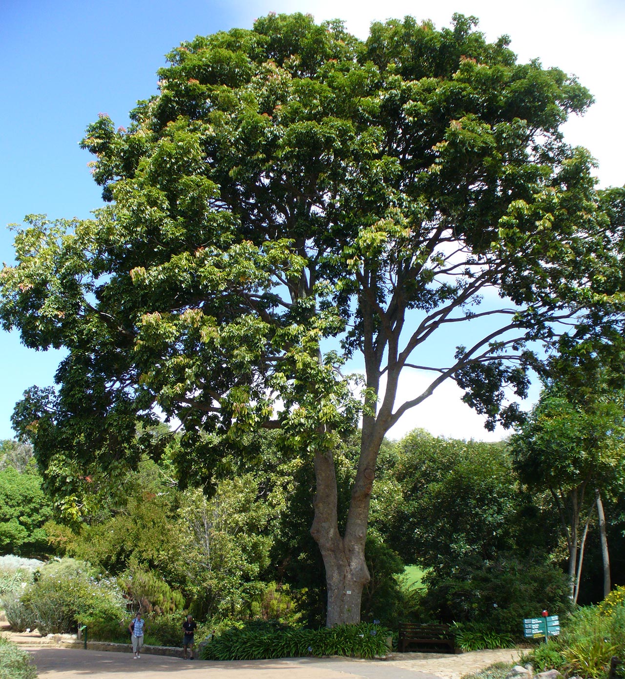 cây gỗ mahogany
